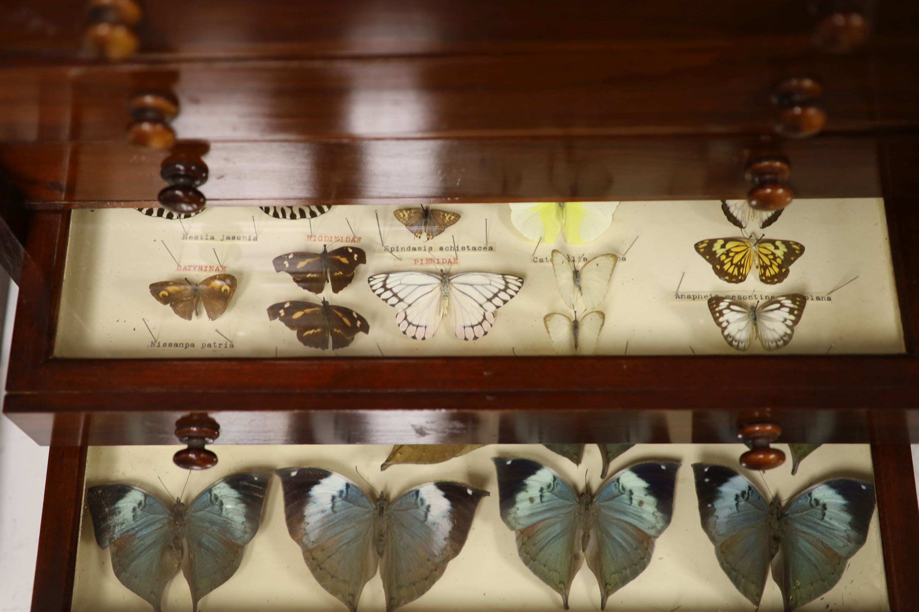 Victorian mahogany display collector’s cabinet of Asian moth and butterfly specimens, eight drawers, label for Janson & Sons, Gt, Russell St. London, 56cm high, 46cm wide